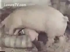 A big pig screwed a woman.